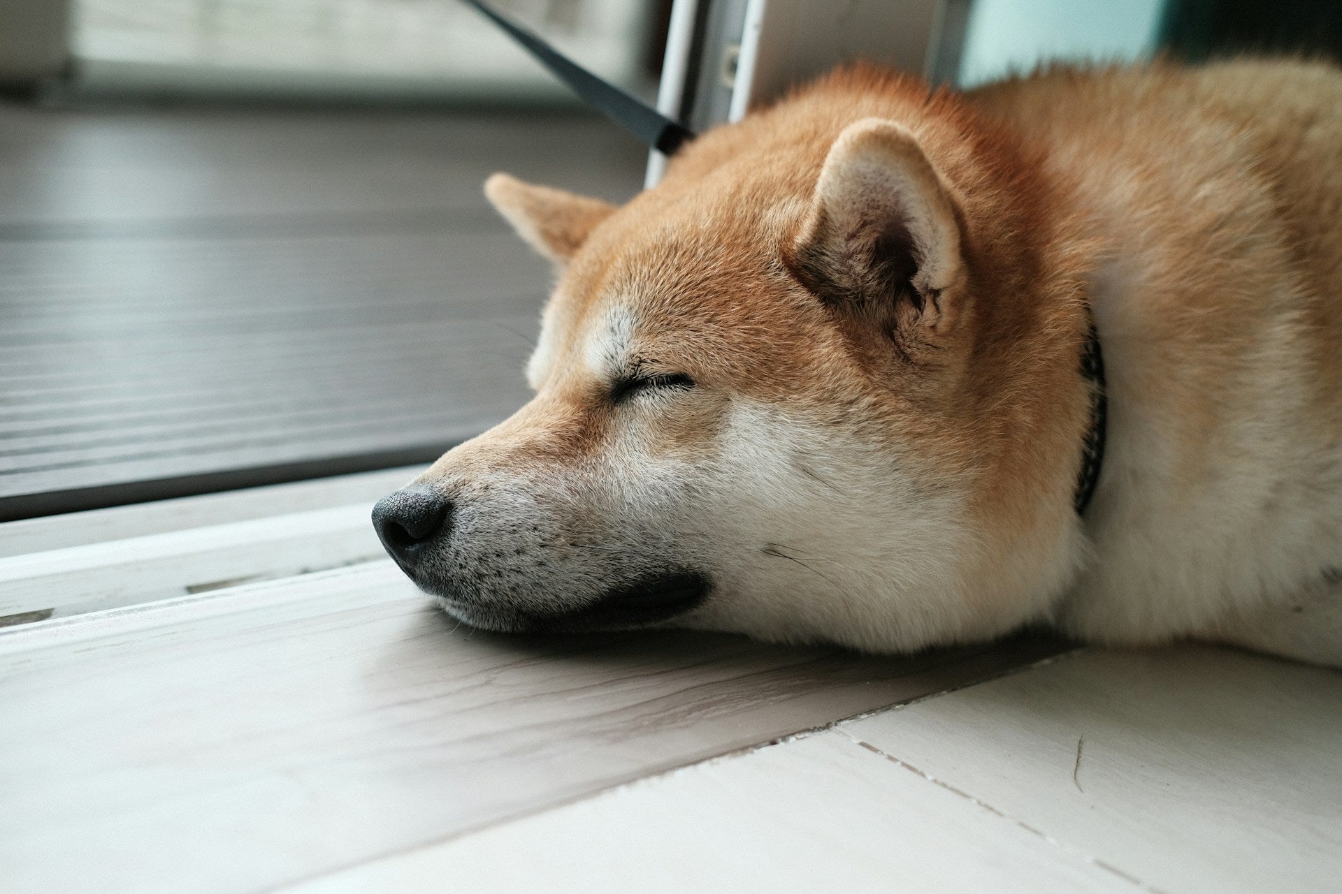 犬や猫の熱中症サイン!症状チェック・応急処置から予防策まで解説